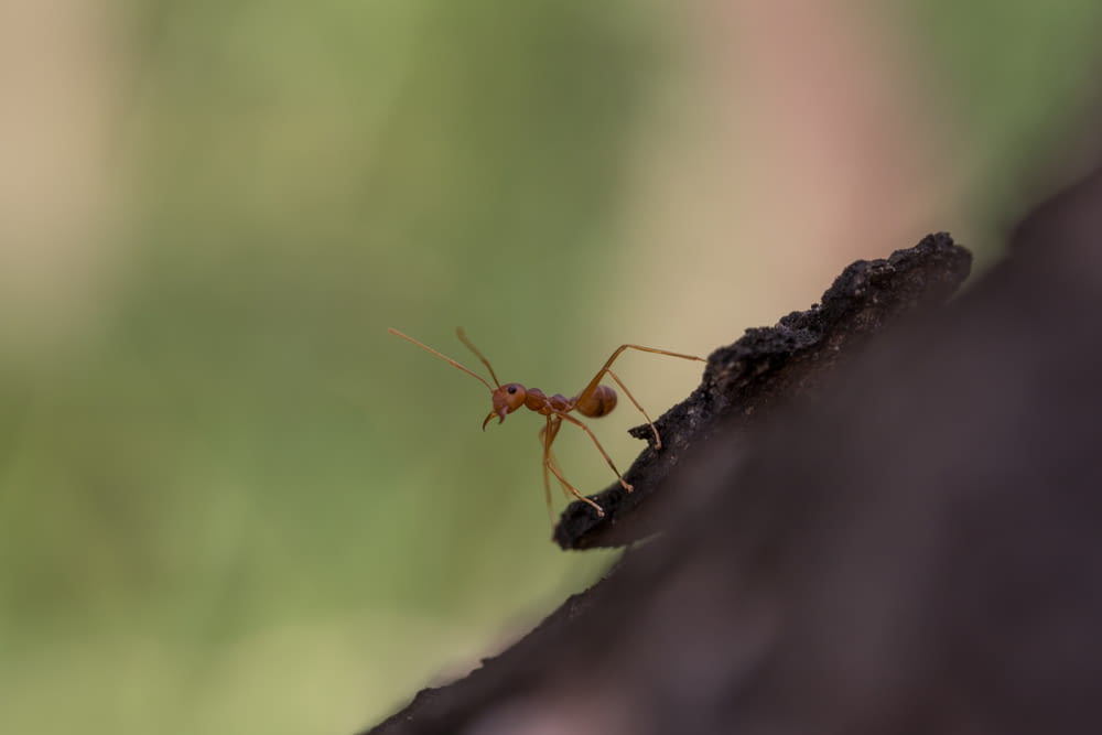 brown ant on brown wood