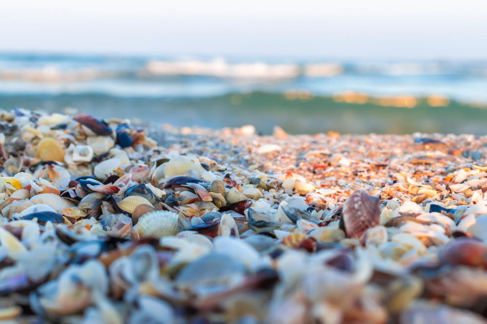 brown and white sea shells on the shore during daytime