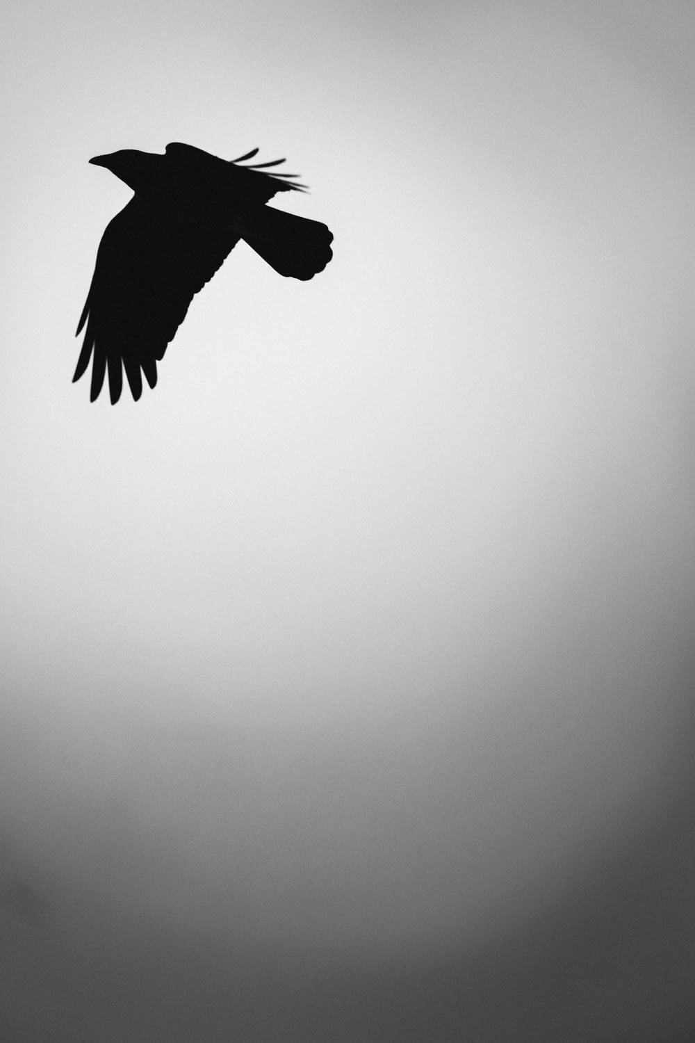 black bird flying in grayscale photography