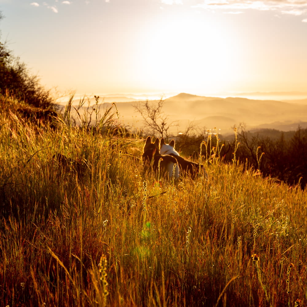 Caballo marrón y blanco en el campo de hierba verde durante la puesta del sol