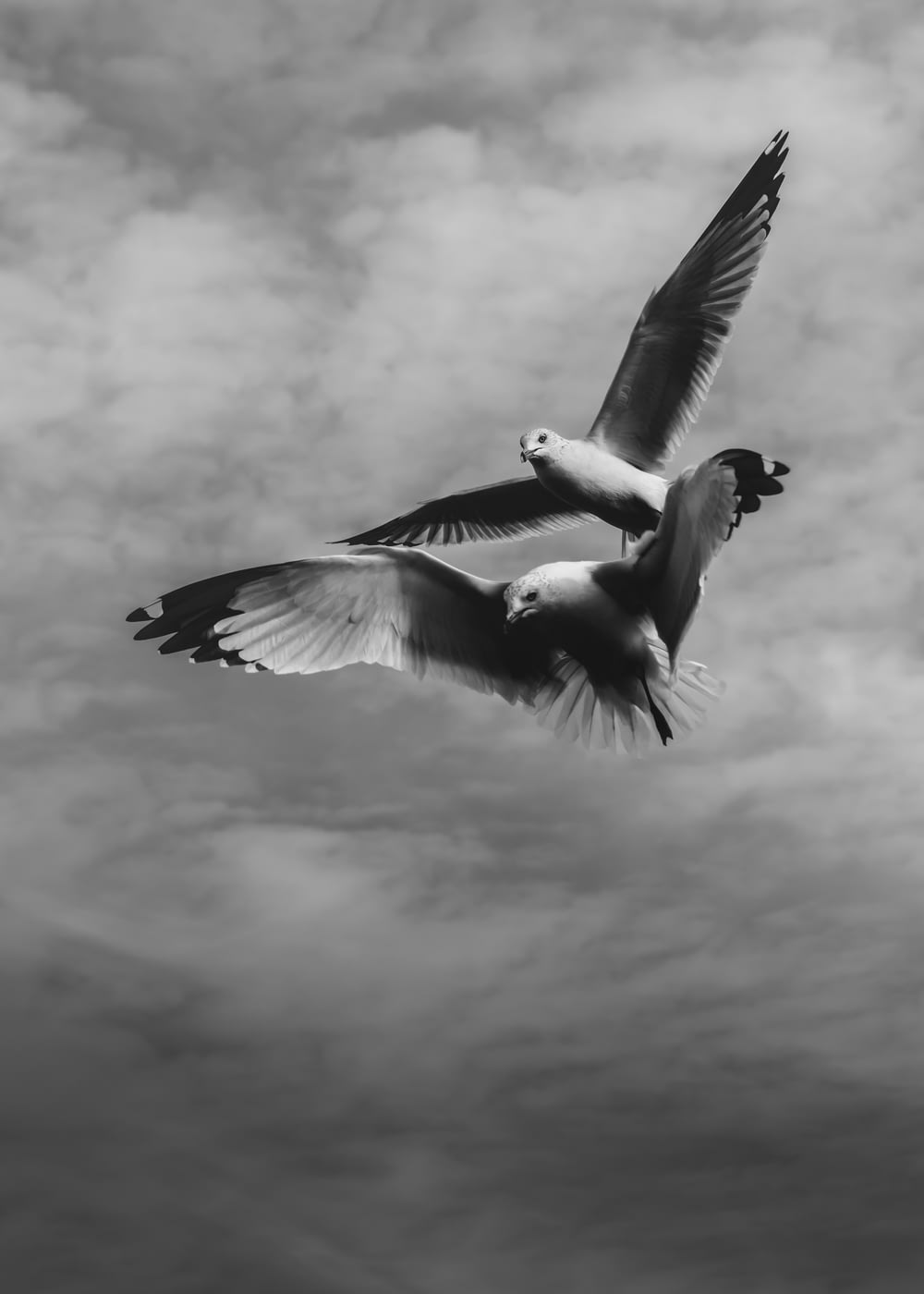 날아 다니는 두 마리의 새의 그레이 스케일 사진