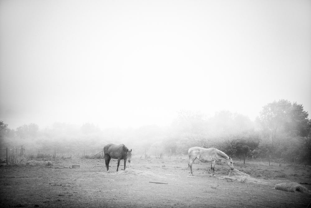 three horses on gray field