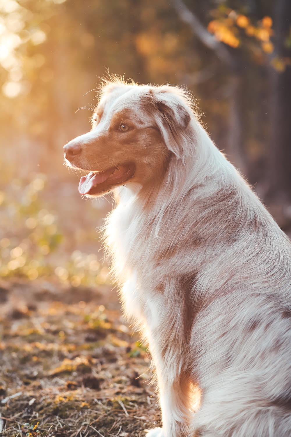 日中の茶色の乾燥した葉に白と茶色の長いコートの犬