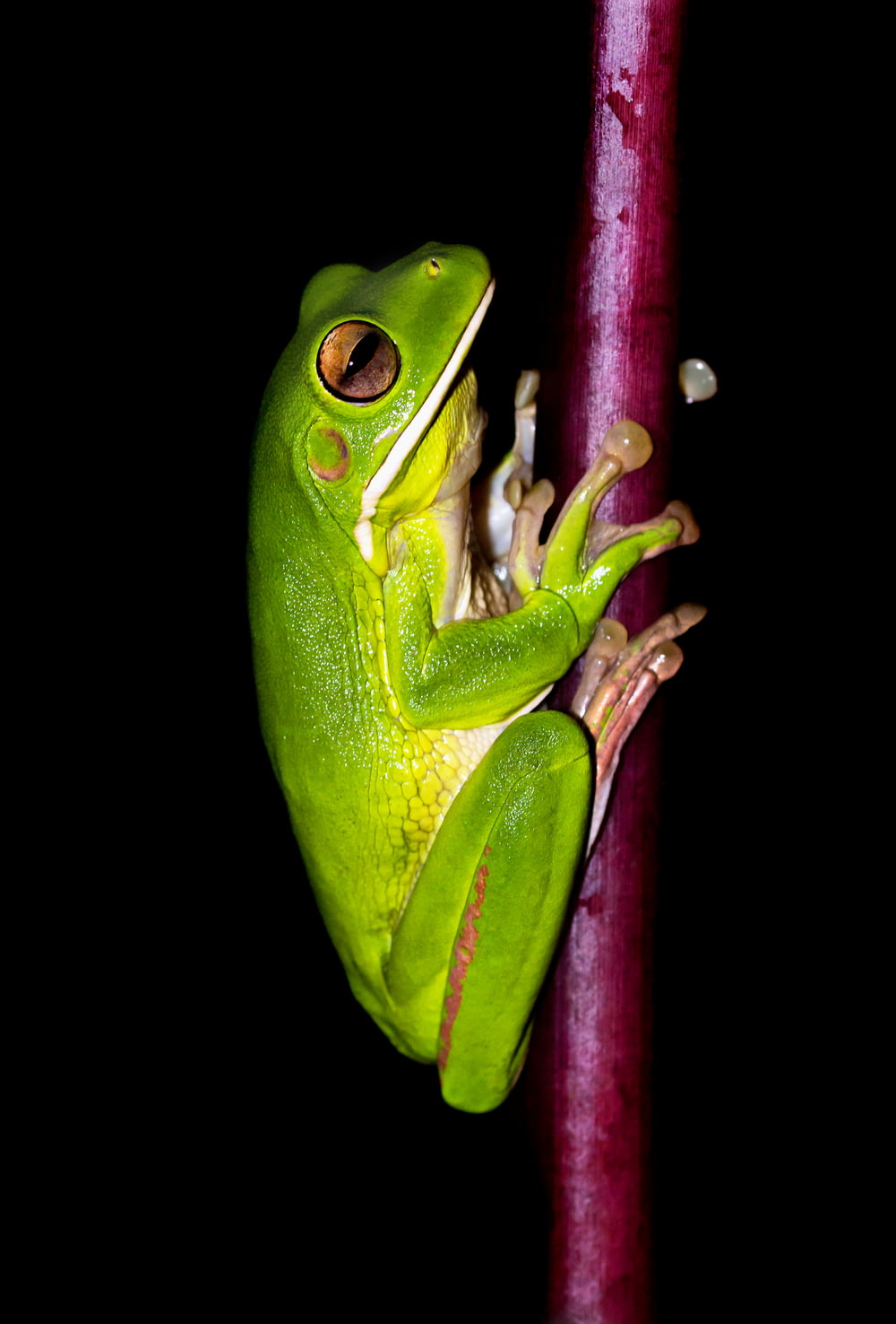 green frog on red stem