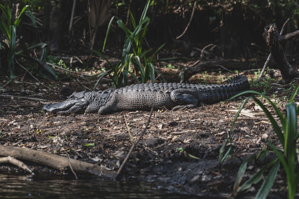 black crocodile on green grass during daytime