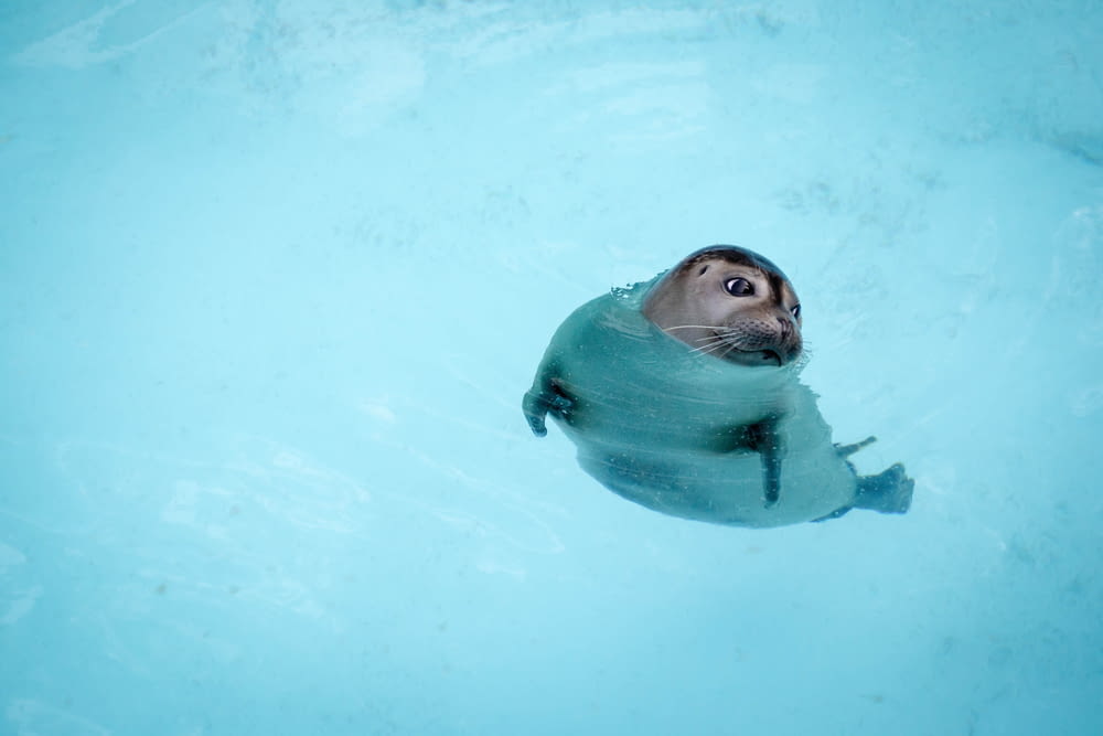 sea lion in water during daytime