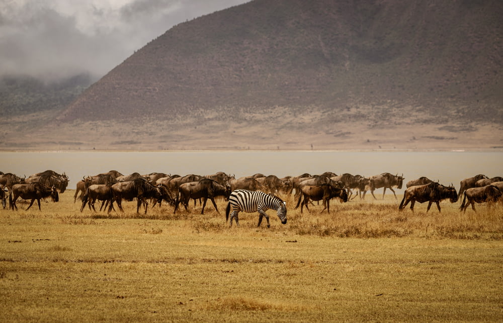 group of zebra on brown field during daytime