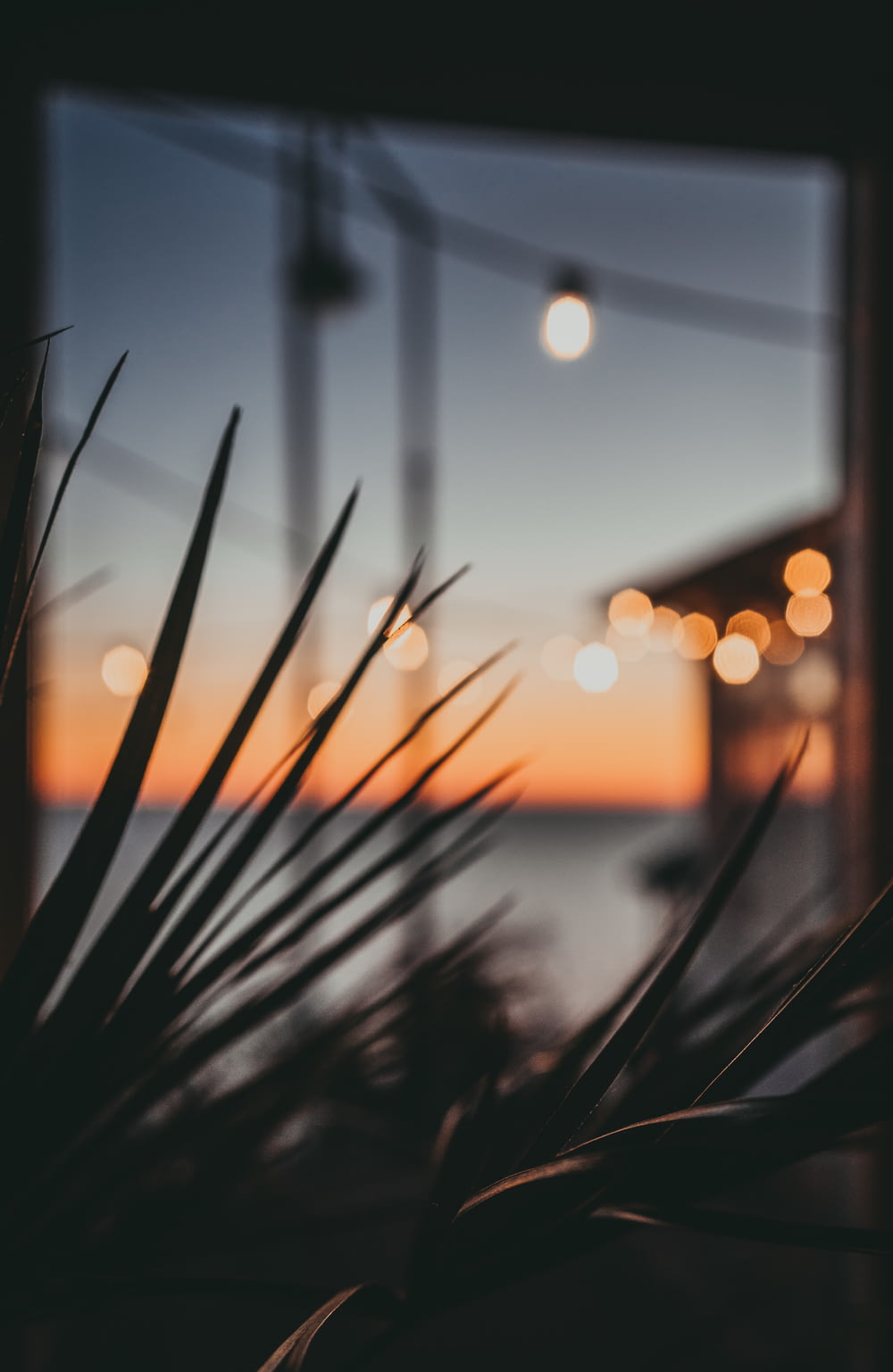 bokeh photography of green grass during sunset