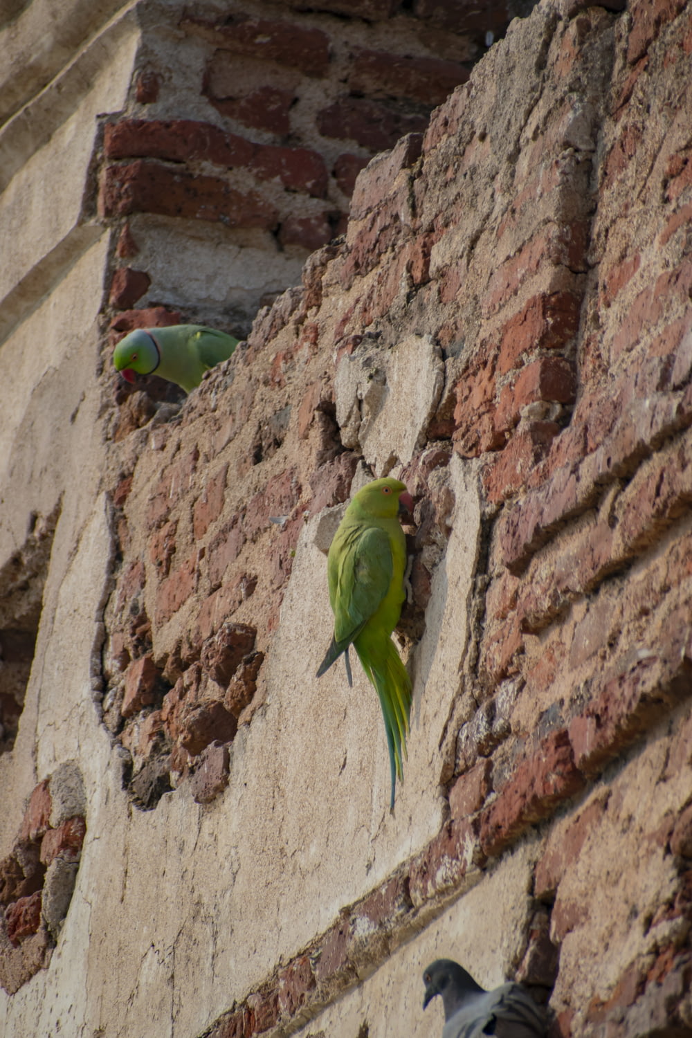 green bird on brown and white concrete wall