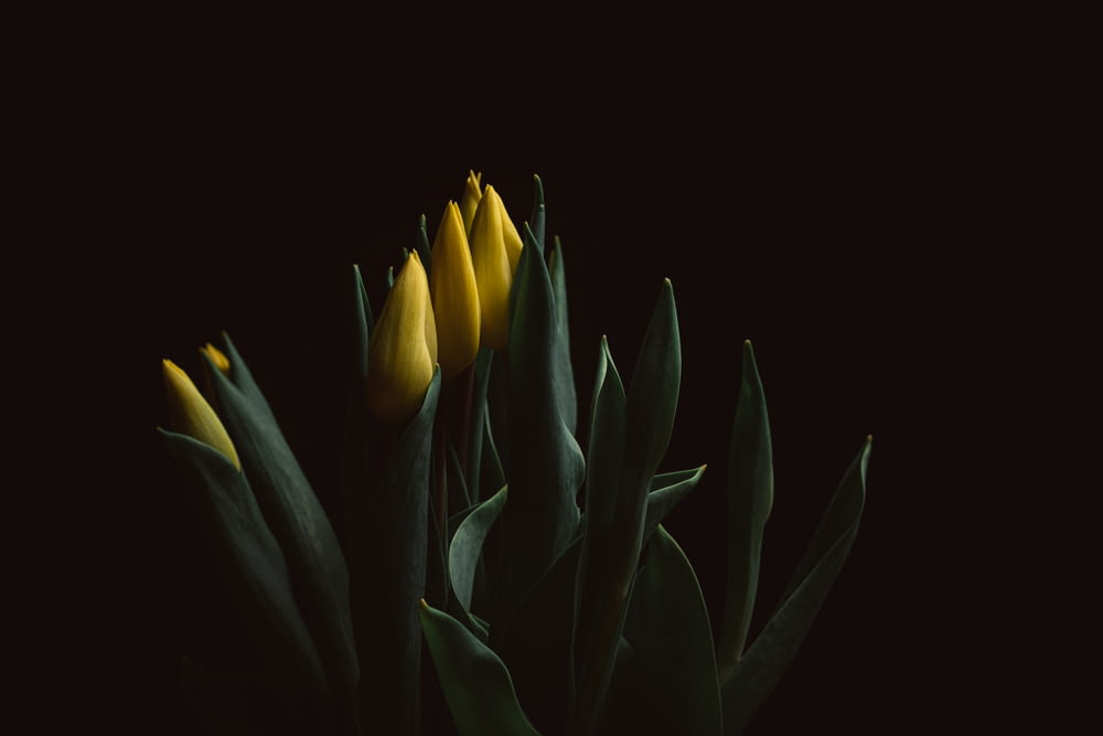 yellow tulips in bloom close up photo