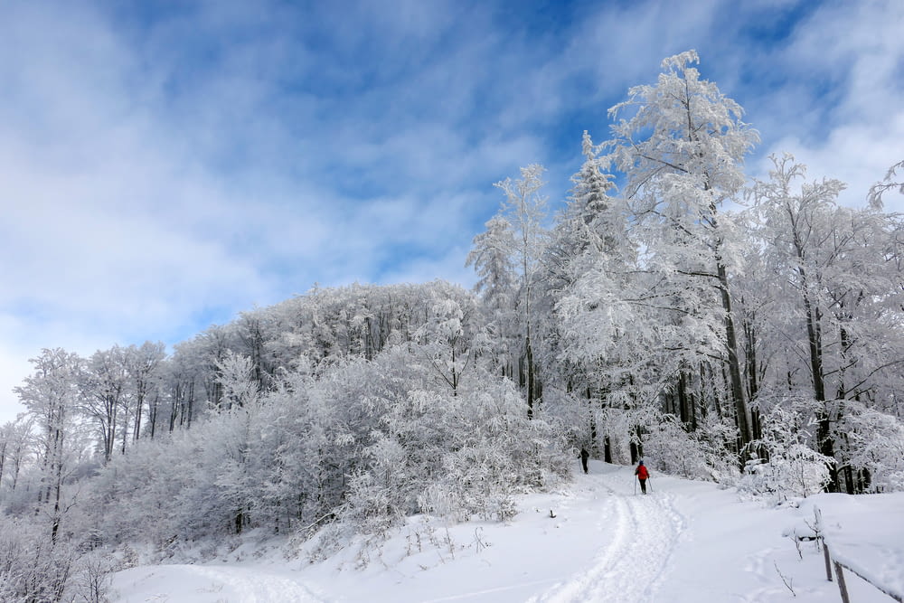 person in red jacket and black pants walking on snow covered ground near trees during daytime