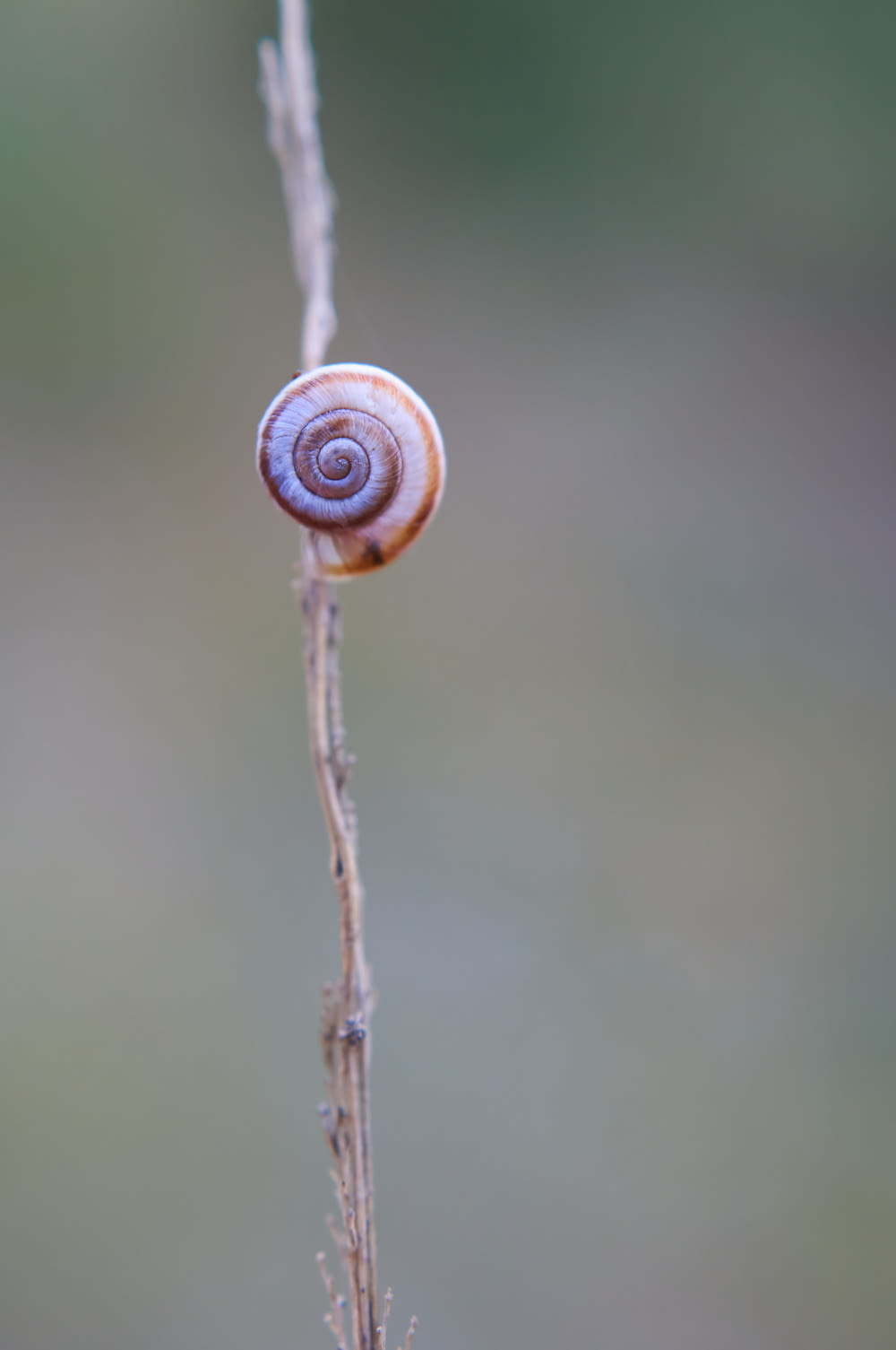 brown snail on brown stem