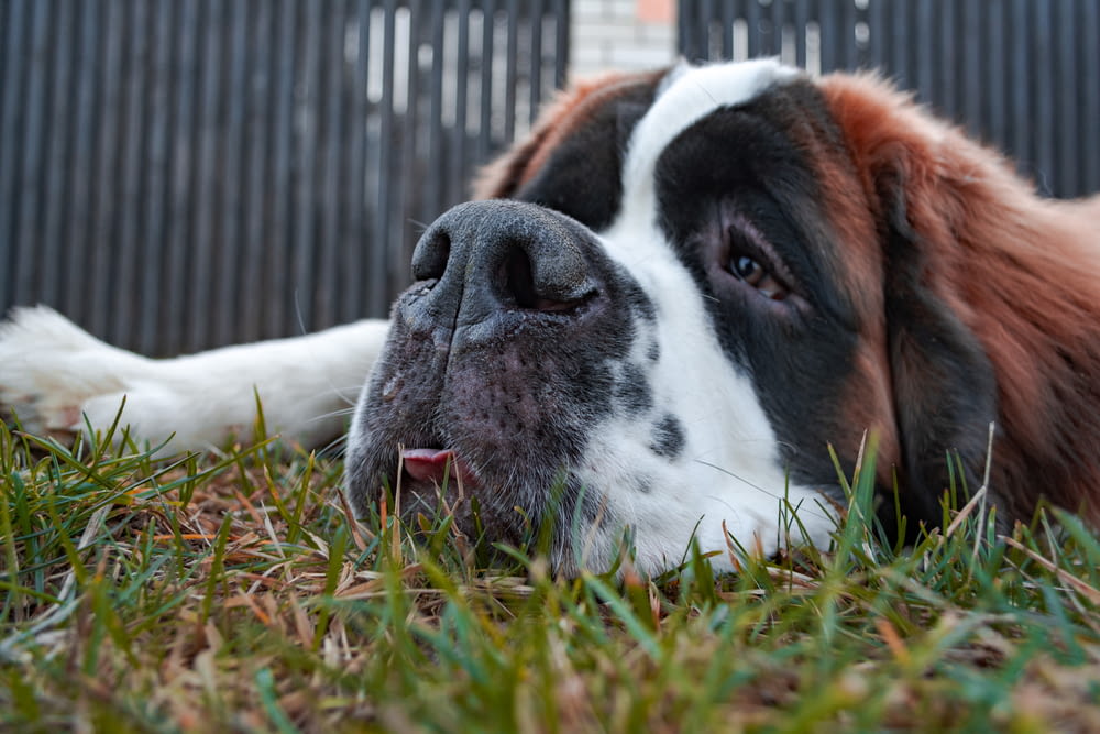 昼間、緑の芝生の上に横たわる茶色と白の短いコートの犬