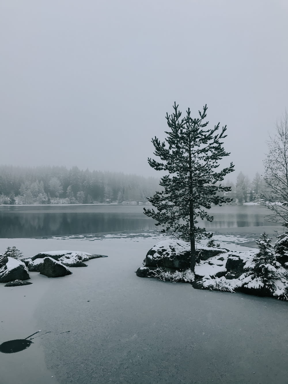 lake surrounded by trees covered with fog