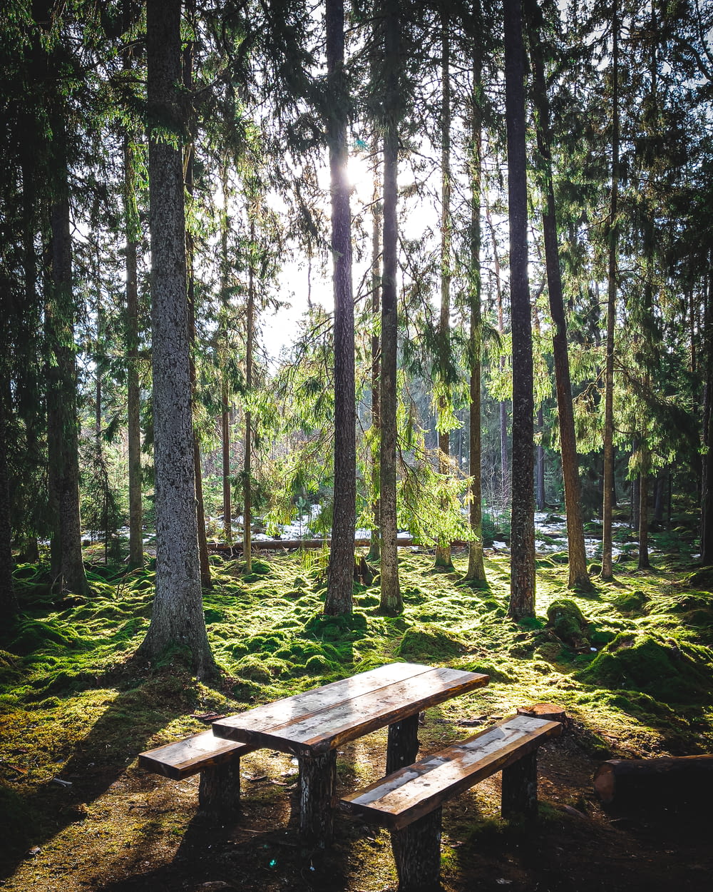 brown wooden picnic table surrounded by green trees during daytime