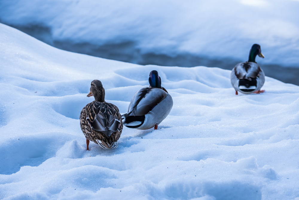 2 brown and white duck on snow covered ground during daytime