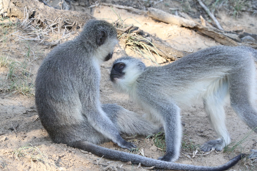 two gray monkeys on brown ground during daytime