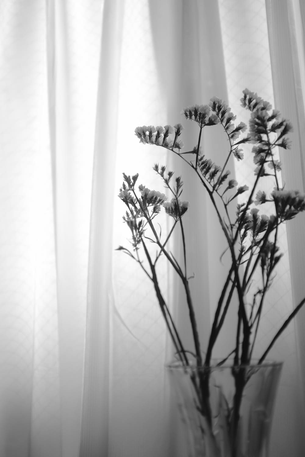 grayscale photo of plant on white curtain