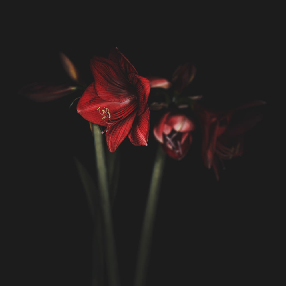 flor vermelha no fundo preto
