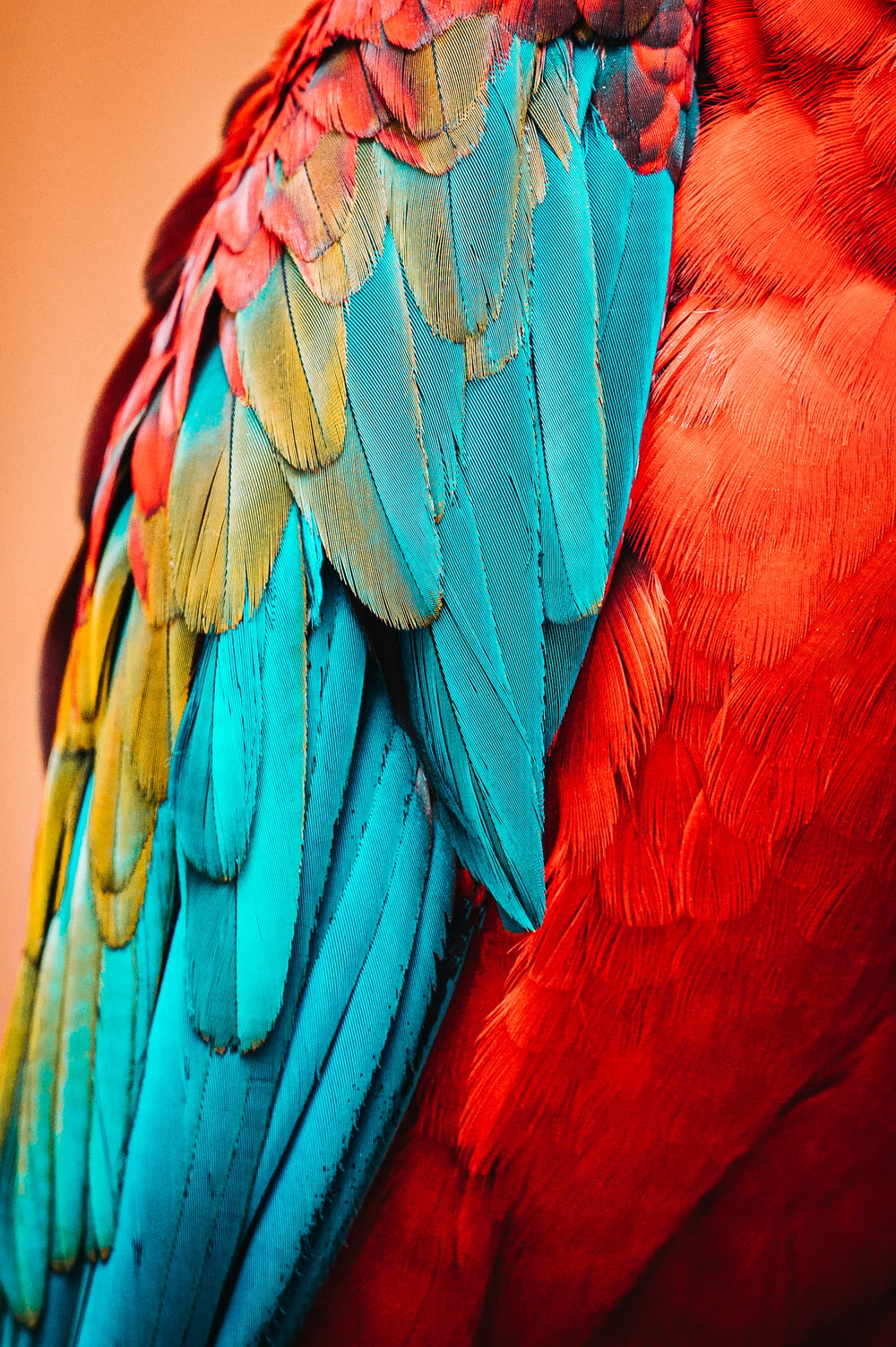 red blue and green bird