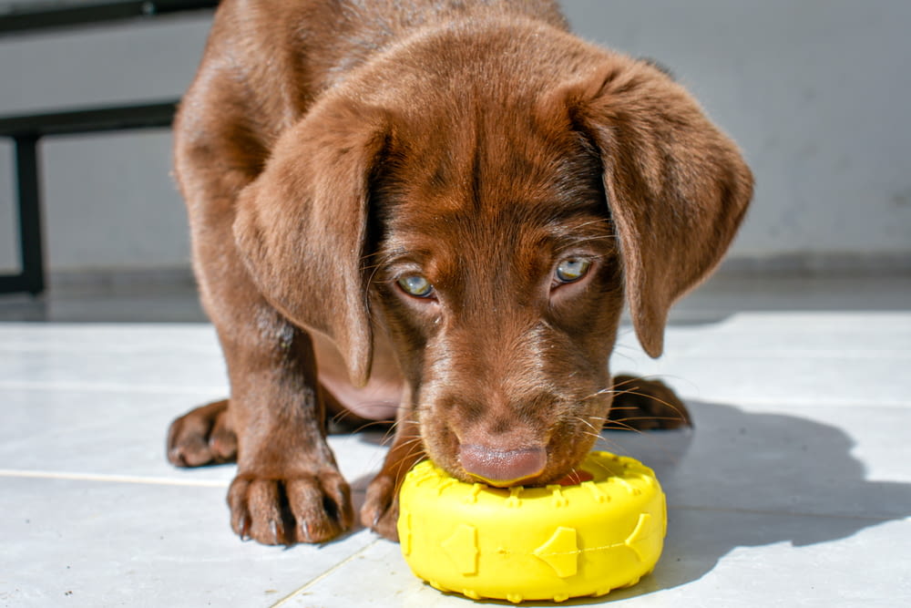 chocolate labrador retriever puppy biting yellow ball