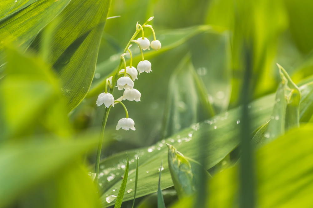 fleur blanche avec des gouttelettes d’eau