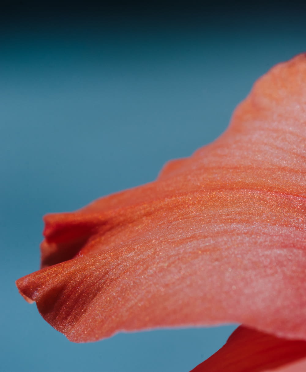 flor vermelha na lente macro