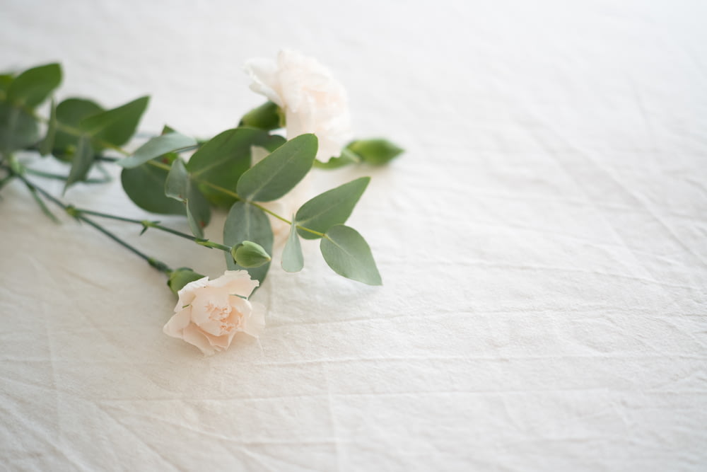 fiore bianco su tessuto bianco