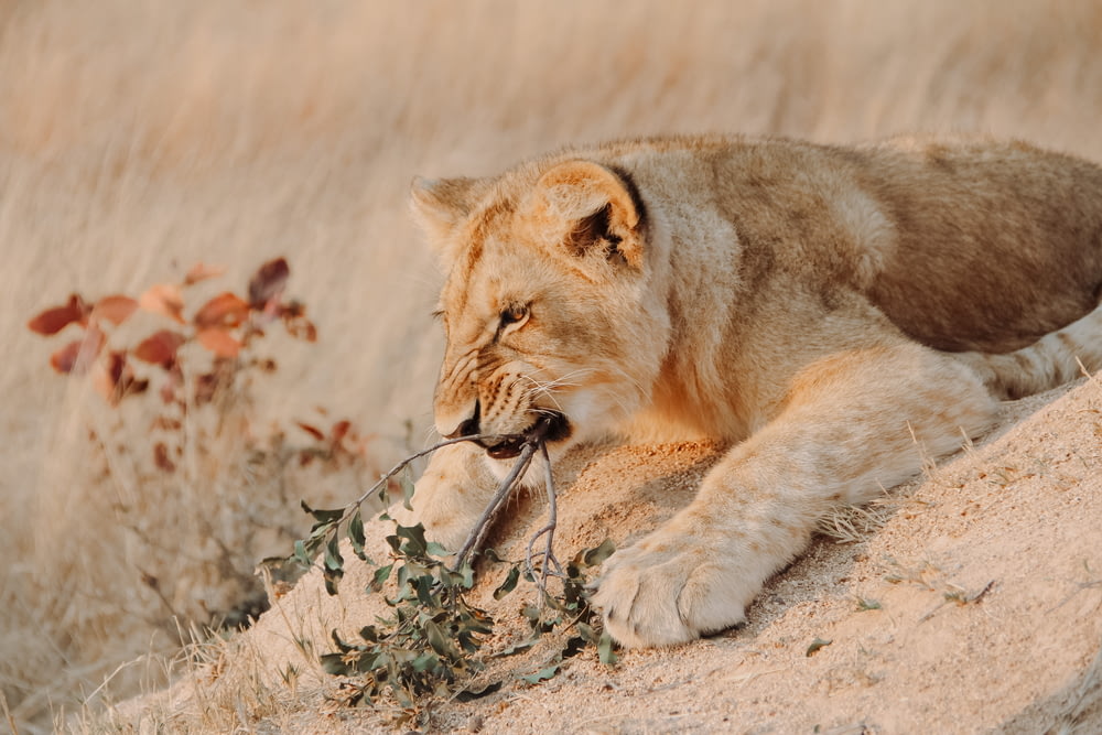 brown lioness lying on brown grass field during daytime