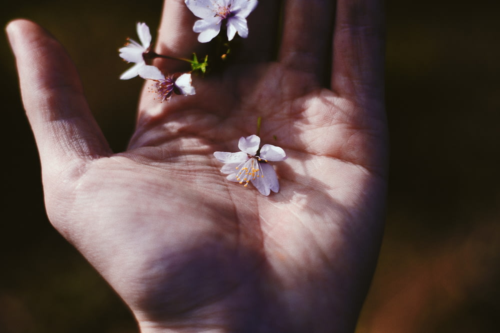white flower on persons palm