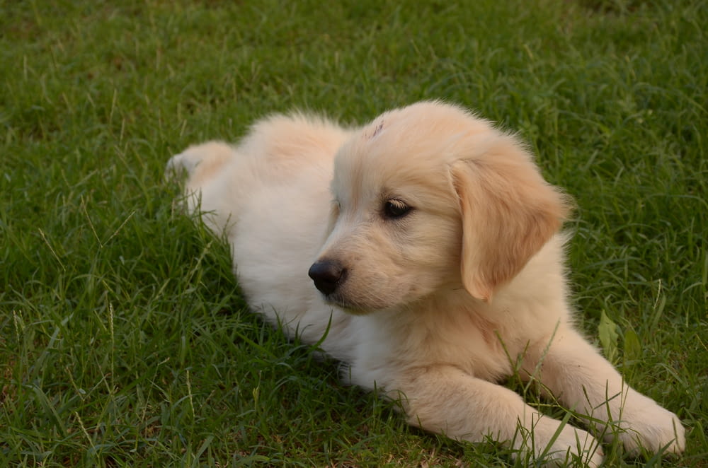 日中に緑の芝生に横たわる黄色いラブラドールレトリバーの子犬