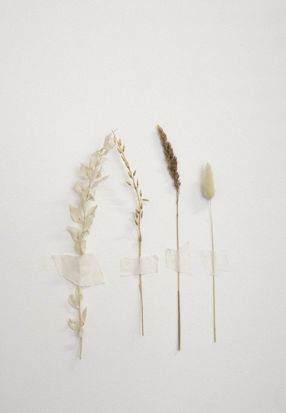 weißer und brauner Weizen auf weißer Oberfläche