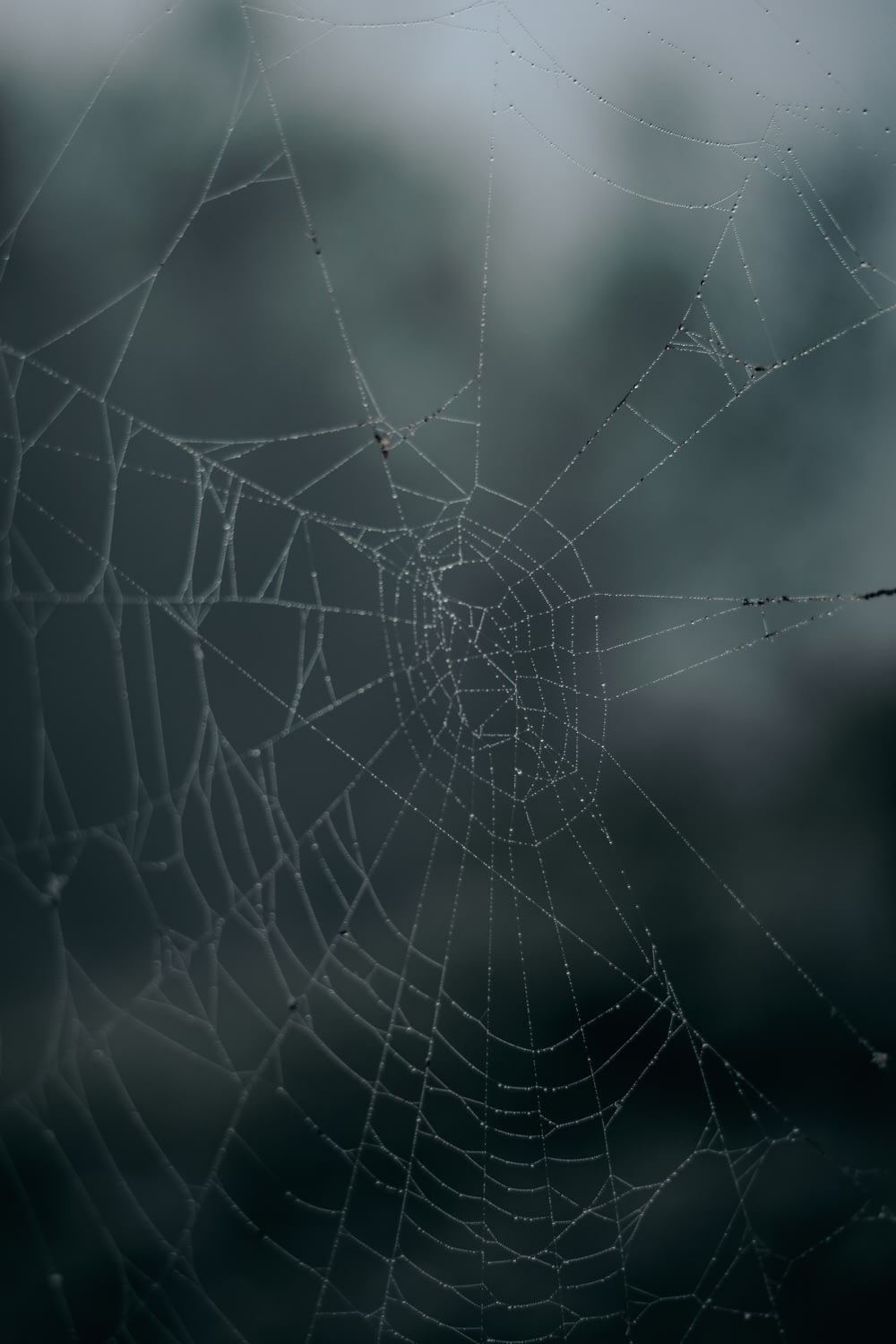 spider web in close up photography