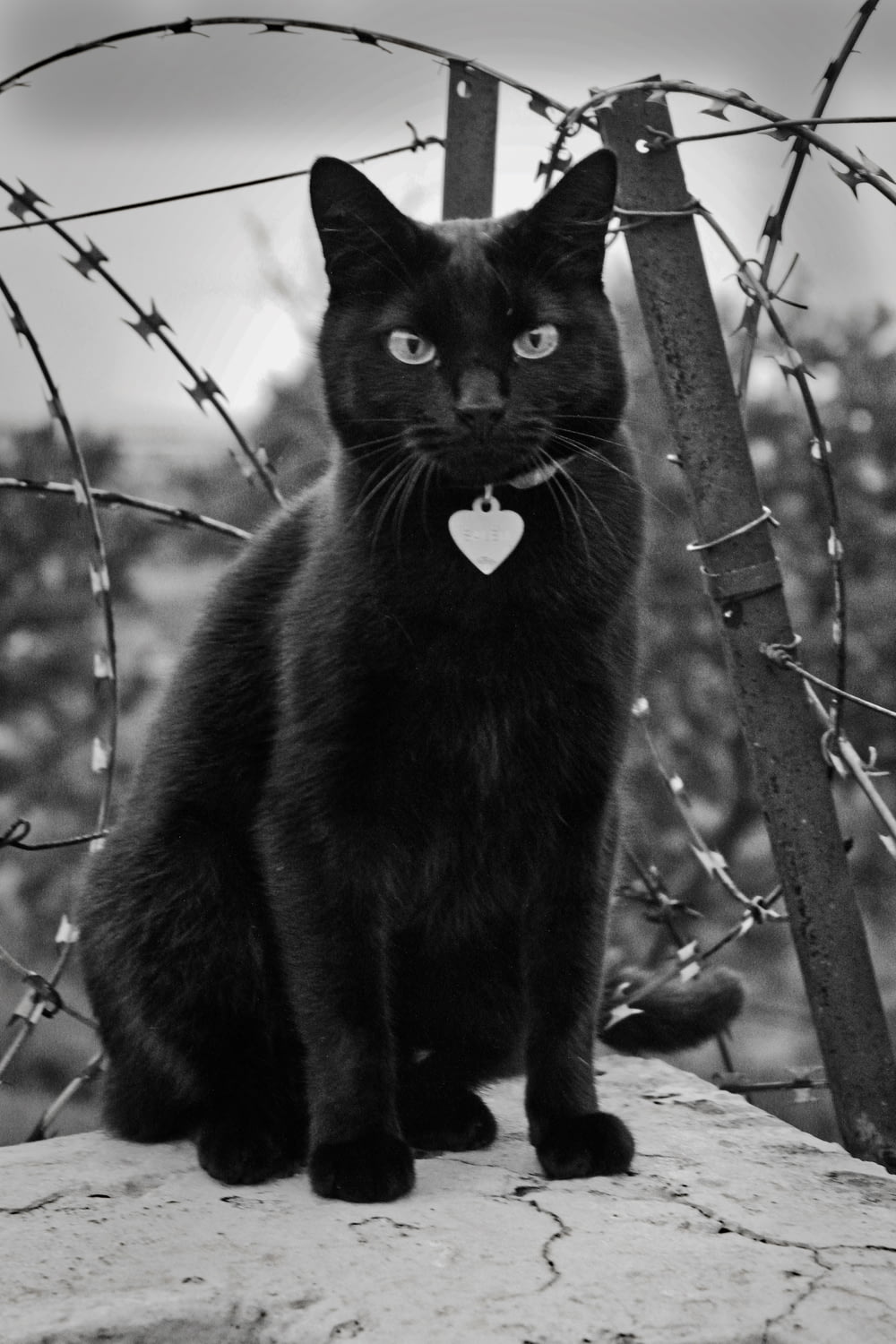black cat on tree branch