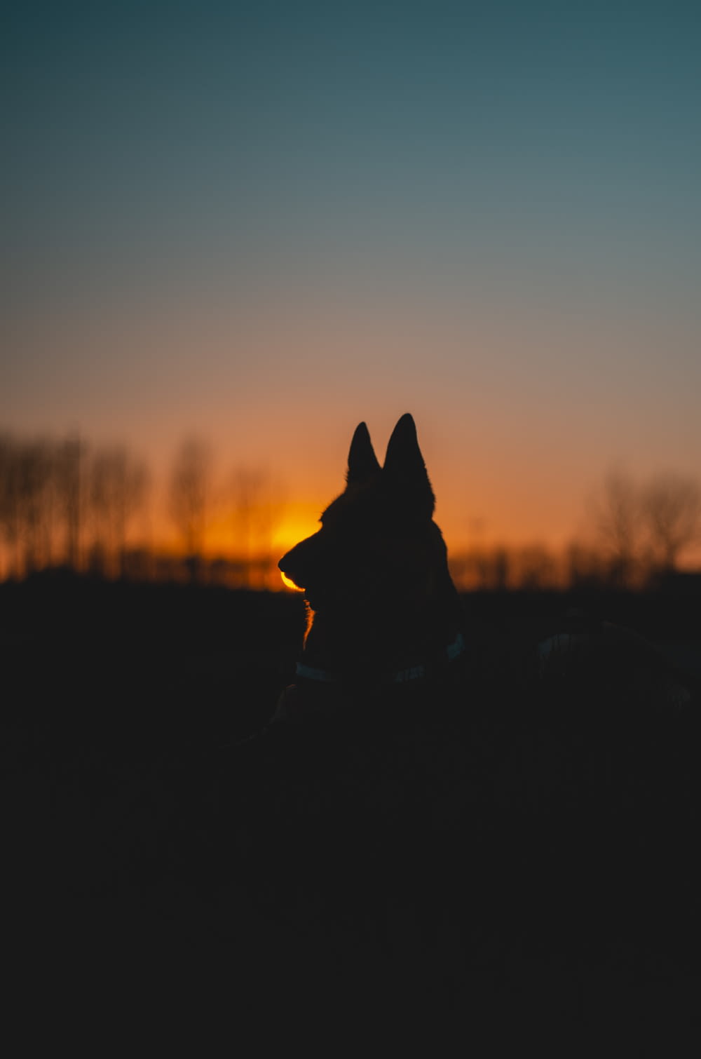 silhouette of dog during sunset