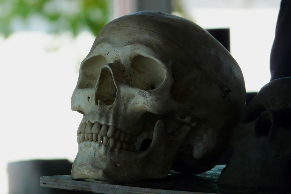 gray skull on black table