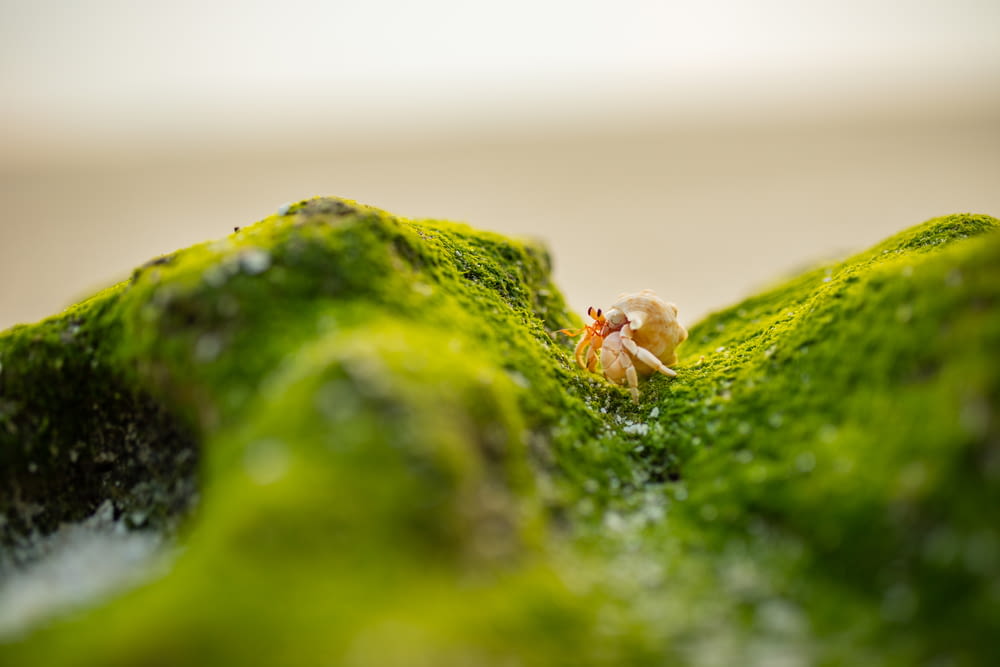 brown spider on green moss in close up photography during daytime