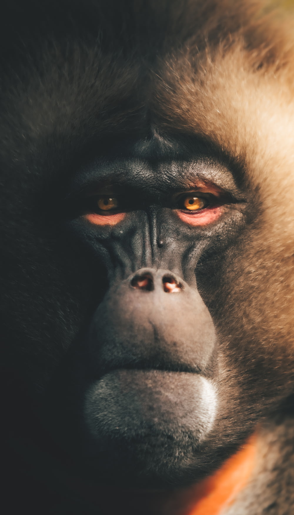 faccia di gorilla in bianco e nero