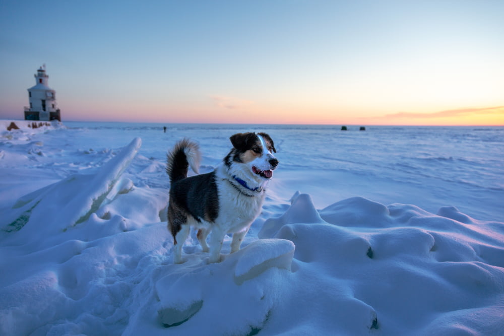 black and white border collie running on snow covered field during daytime