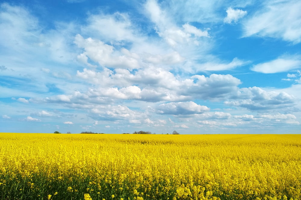 yellow flower field under blue and white sunny cloudy sky