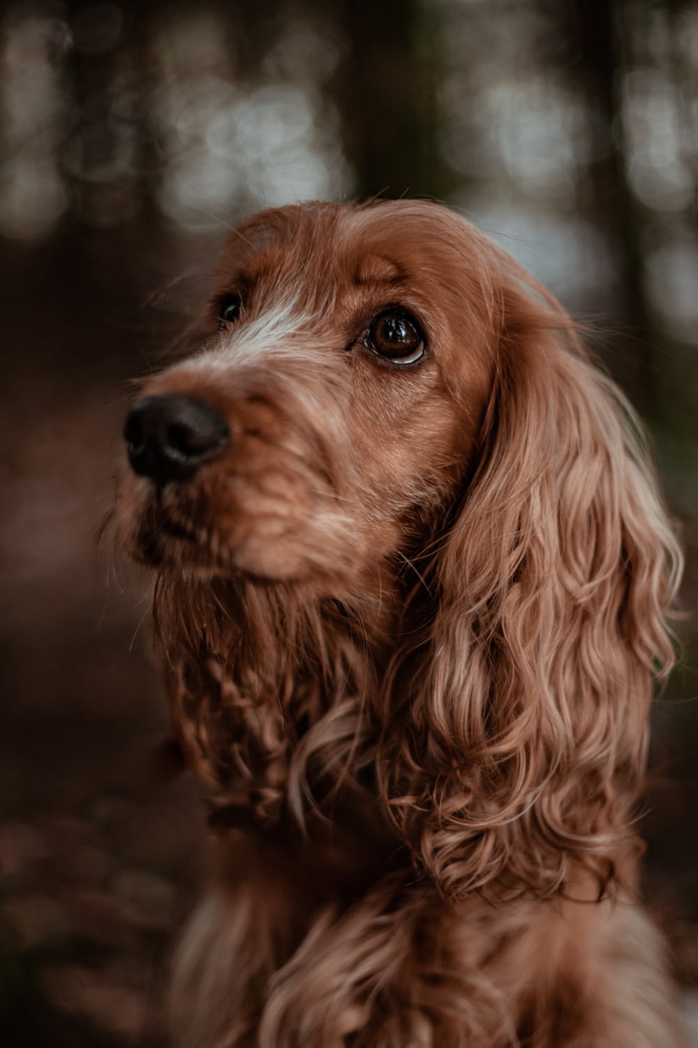 cane di piccola taglia marrone a pelo lungo