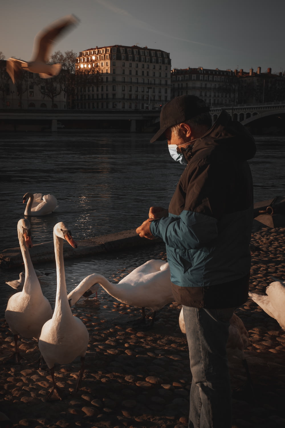 man in black jacket and black pants standing beside white swan on water during daytime