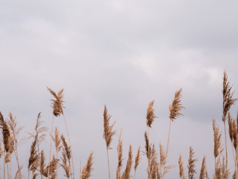 brown wheat field under white cloudy sky during daytime