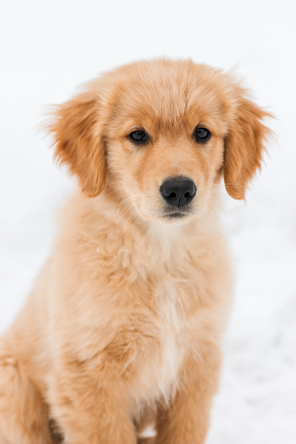 雪に覆われた地面のゴールデンレトリバーの子犬