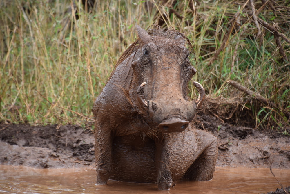 rinoceronte marrom no campo marrom durante o dia