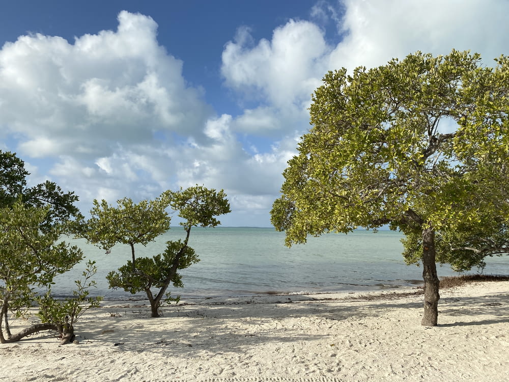 green tree on beach shore during daytime