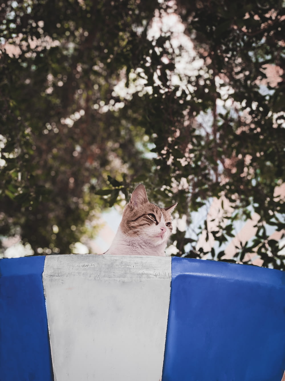 brown tabby cat on blue and white textile