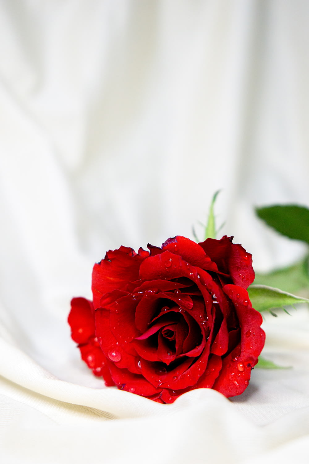 rote Rose in weißem Textil