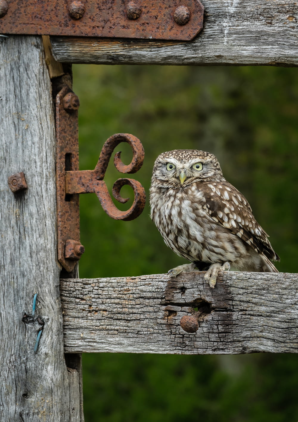 owl on brown wooden fence during daytime