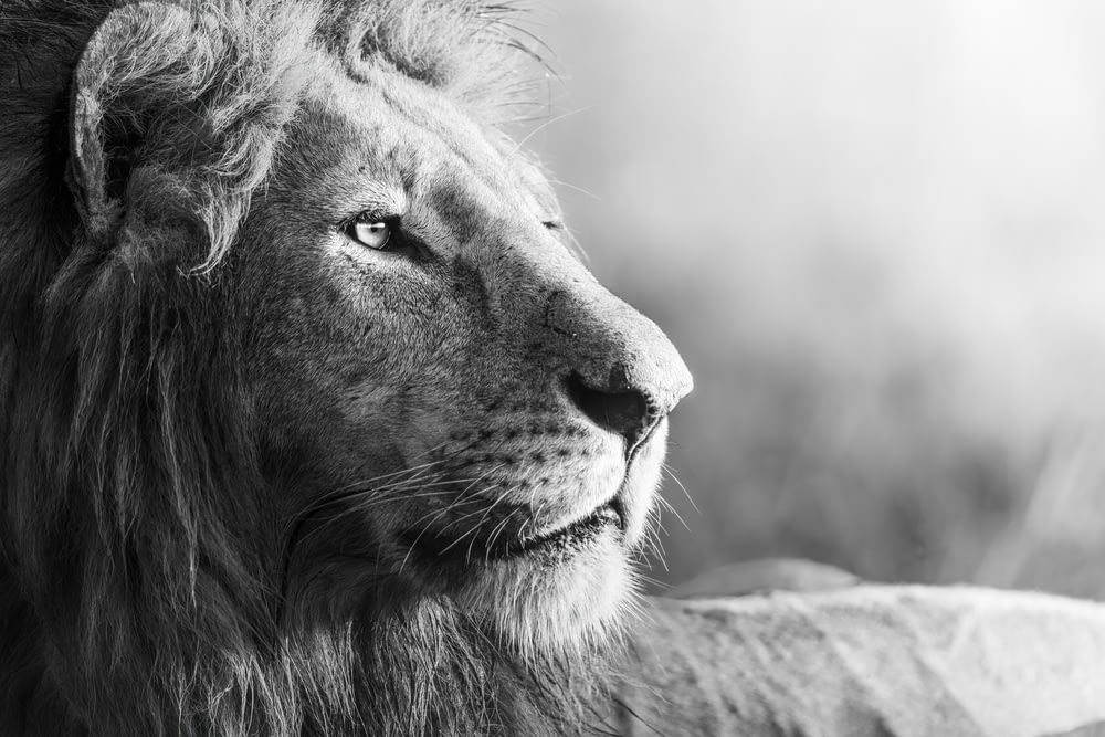 Graustufenfoto eines Löwen, der auf einem Grasfeld liegt